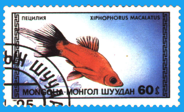 Xiphophorus maculatus