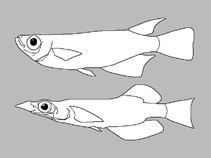 Image of Oryzias kalimpaaensis (Lake Kalimpa’a ricefish)