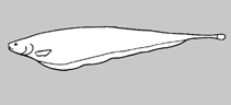 Image of Sternarchorhynchus mormyrus (Mormyrus tube-snouted ghost knifefish)