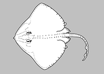 Image of Notoraja martinezi (Barbedwire-tailed skate)