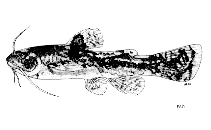 Image of Acrochordonichthys rugosus 
