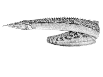 Image of Mastacembelus congicus 