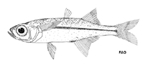 Image of Alepidomus evermanni 