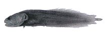 Image of Alionematichthys phuketensis (Phuket viviparous brotula)