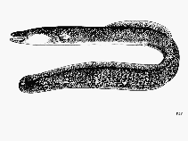 Image of Anguilla labiata (African mottled eel)