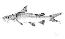 Image of Plicofollis argyropleuron (Longsnouted catfish)
