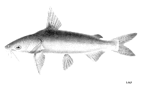 Image of Arius leptonotacanthus 