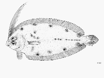 Image of Arnoglossus macrolophus (Large-crested lefteye flounder)