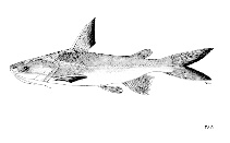 Image of Neoarius utarus (Northern rivers catfish)