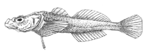 Image of Asprocottus herzensteini (Herzenstein\