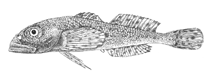 Image of Asprocottus parmiferus 