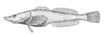 Image of Asprocottus platycephalus 