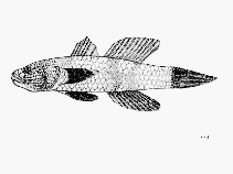Image of Aulopareia janetae (Scalycheek goby)
