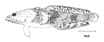 Image of Batrachoides manglae (Cotuero toadfish)