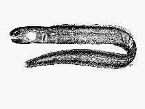 Image of Bathymyrus smithi (Maputo conger)