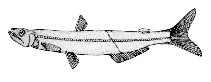 Image of Benthalbella linguidens (Longfin pearleye)