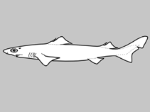 Image of Centrophorus lesliei (African gulper shark)