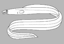 Image of Heteroconger obscurus (Obscure garden eel)