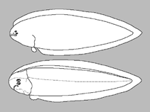 Image of Cynoglossus attenuatus (Fourline tonguesole)