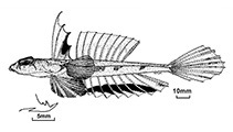 Image of Callionymus kailolae (Kailola’s deepwater dragonet)