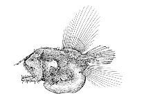 Image of Caulophryne polynema 