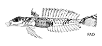 Image of Centrodraco rubellus 