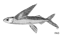Image of Cheilopogon intermedius (Intermediate flyingfish)