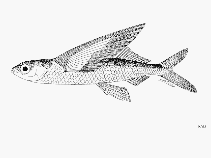 Image of Cheilopogon katoptron (Indonesian flyingfish)