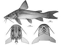 Image of Chrysichthys laticeps 