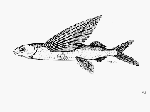 Image of Cheilopogon papilio (Butterfly flyingfish)