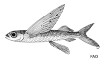 Image of Cheilopogon pitcairnensis 