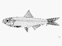 Image of Clupeichthys perakensis (Perak river sprat)