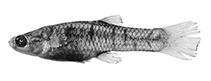 Image of Cnesterodon hypselurus (Cilida toothcarp)