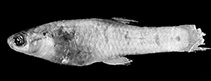 Image of Cnesterodon iguape (Iporanga tooth carp)