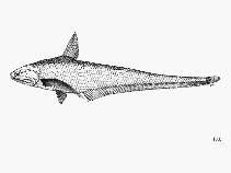 Image of Coilia rebentischii (Many-fingered grenadier anchovy)