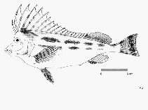 Image of Congiopodus torvus (Smooth horsefish)
