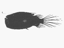 Image of Cryptopsaras couesii (Triplewart seadevil)