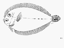 Image of Crossorhombus valderostratus (Broadbrow flounder)