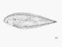Image of Cynoglossus canariensis (Canary tonguesole)