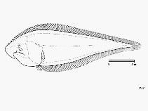 Image of Cynoglossus carpenteri (Hooked tonguesole)