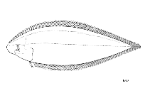 Image of Cynoglossus cynoglossus (Bengal tongue sole)