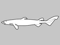 Image of Mollisquama mississippiensis (American pocket shark)