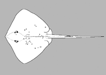 Image of Telatrygon crozieri (Indian sharpnose ray)