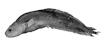 Image of Dermatopsis joergennielseni (Nielsen\