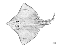 Image of Dipturus garricki (San Blas skate)