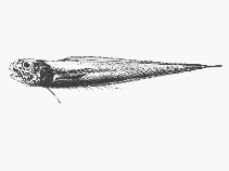 Image of Dicrolene multifilis (Slender brotula)