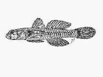 Image of Drombus simulus (Pinafore goby)