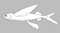 Image of Exocoetus gibbosus (Oceanic flyingfish)