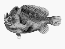 Image of Echinophryne crassispina (Prickly anglerfish)