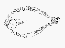 Image of Engyprosopon natalense (Natal flounder)